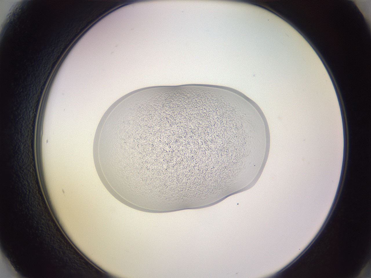 folderID268_plateID3268_batchID19007_wellNum61_profileID1_d2_r287048_ef.jpg