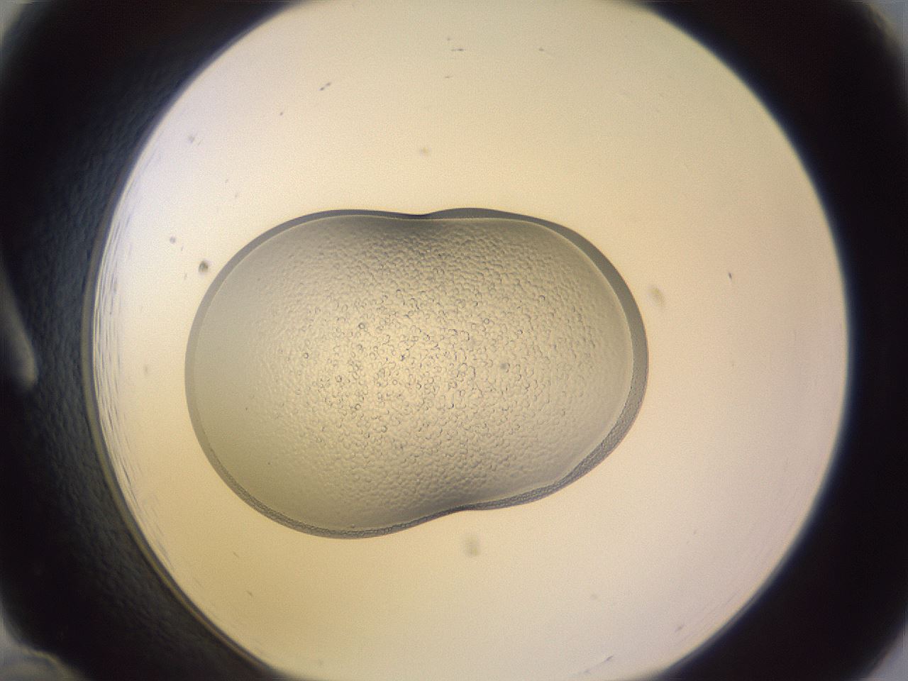 folderID268_plateID3268_batchID18598_wellNum12_profileID1_d1_r286949_ef.jpg