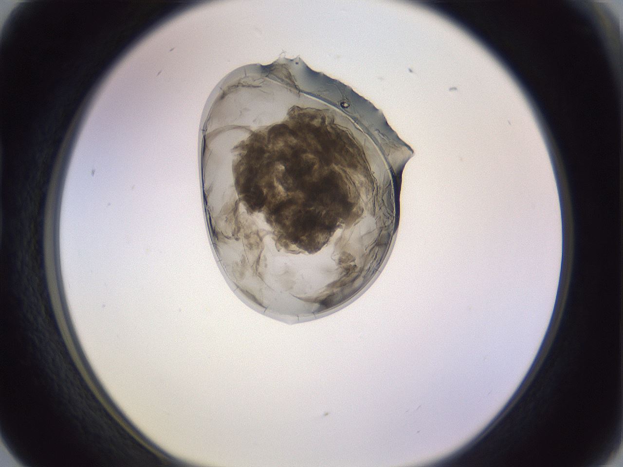 folderID277_plateID1277_batchID3884_wellNum17_profileID1_d1_r73560_ef.jpg