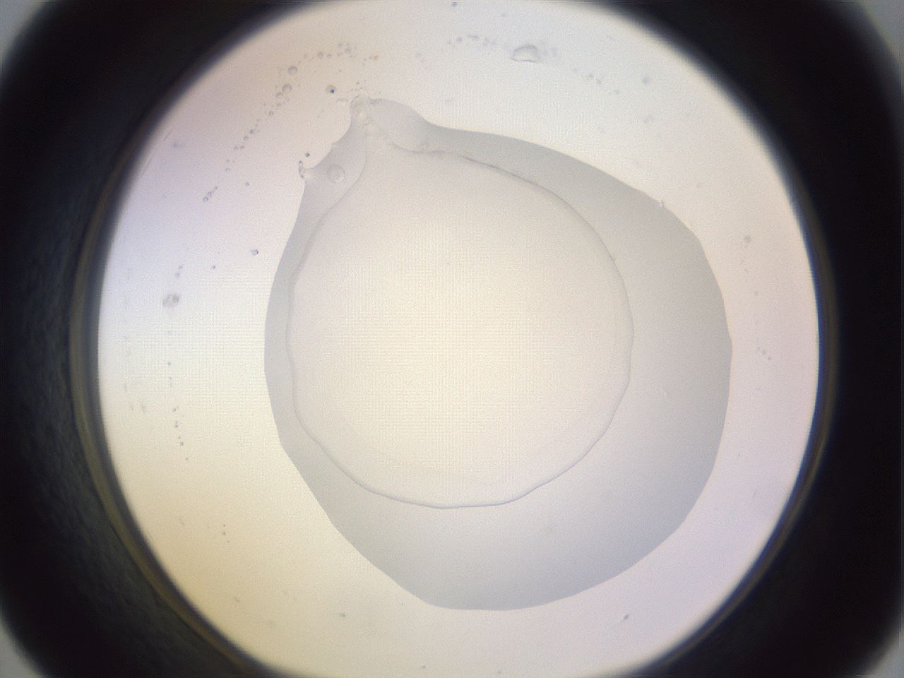 folderID277_plateID1277_batchID3884_wellNum31_profileID1_d1_r73588_ef.jpg