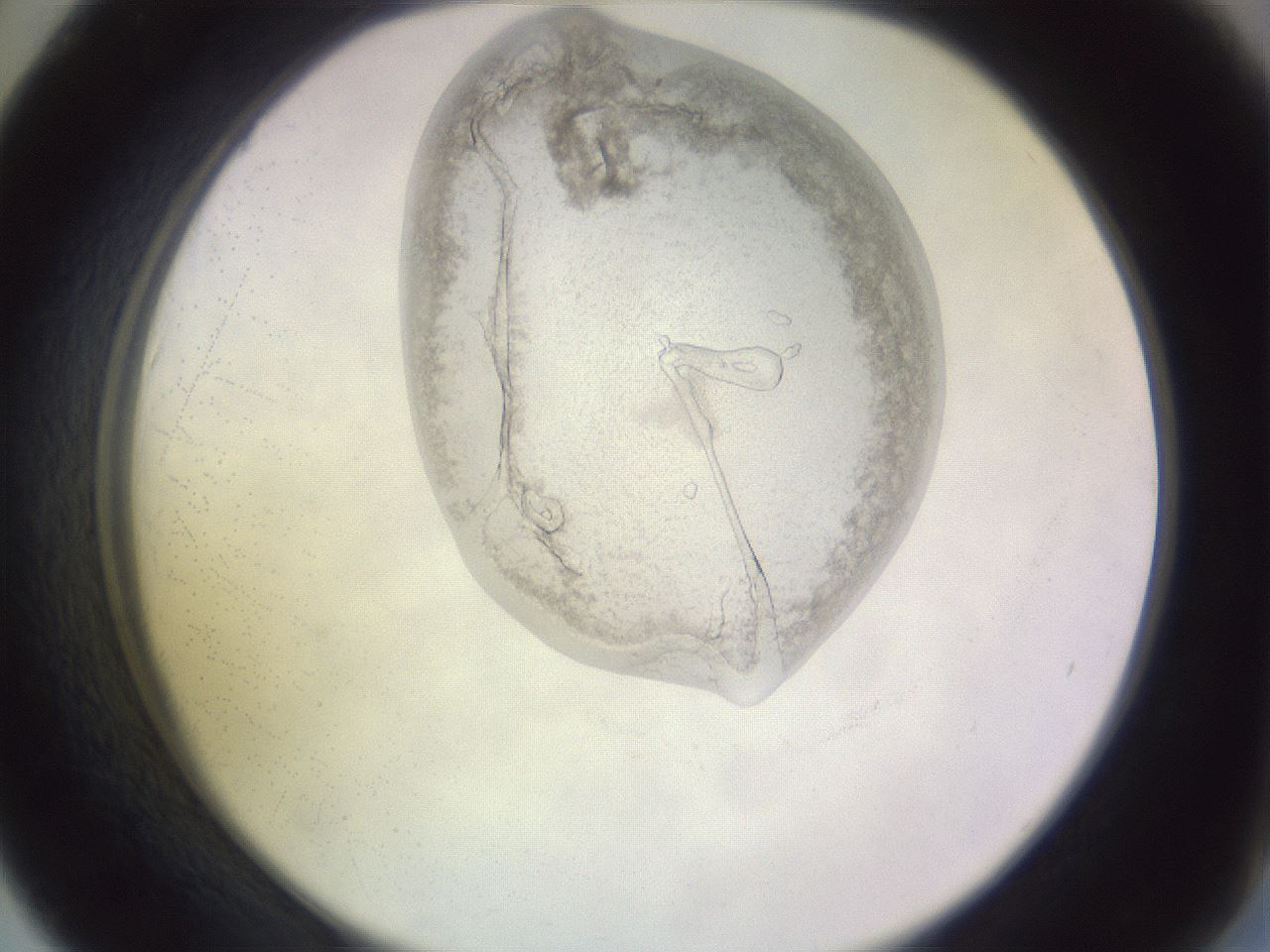 folderID277_plateID1277_batchID3884_wellNum42_profileID1_d2_r73611_ef.jpg