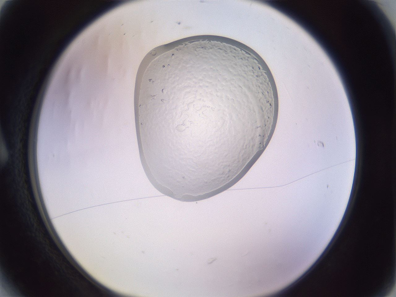 folderID277_plateID1277_batchID4001_wellNum6_profileID1_d1_r73538_ef.jpg