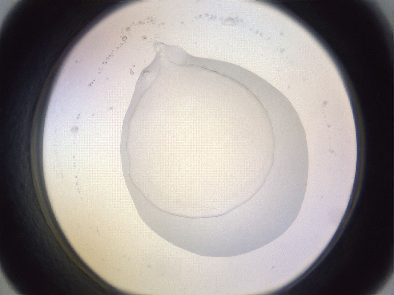 folderID277_plateID1277_batchID4139_wellNum31_profileID1_d1_r73588_ef.jpg