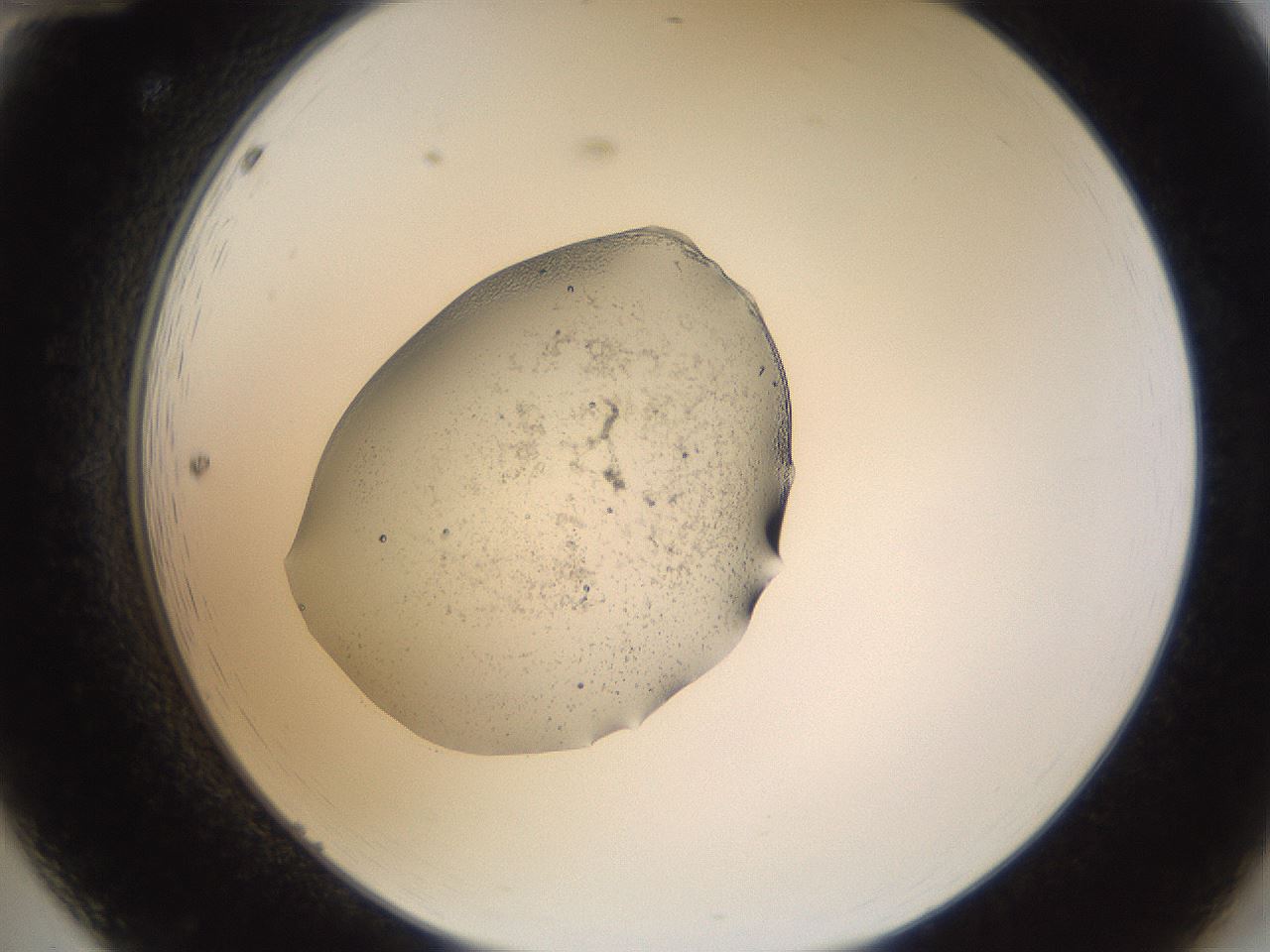 folderID279_plateID3279_batchID18692_wellNum12_profileID1_d2_r288972_ef.jpg