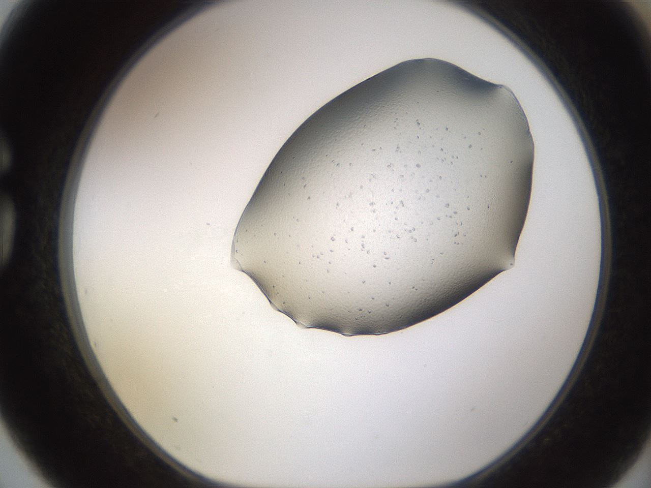 folderID27_plateID3027_batchID16523_wellNum75_profileID1_d1_r254077_ef.jpg