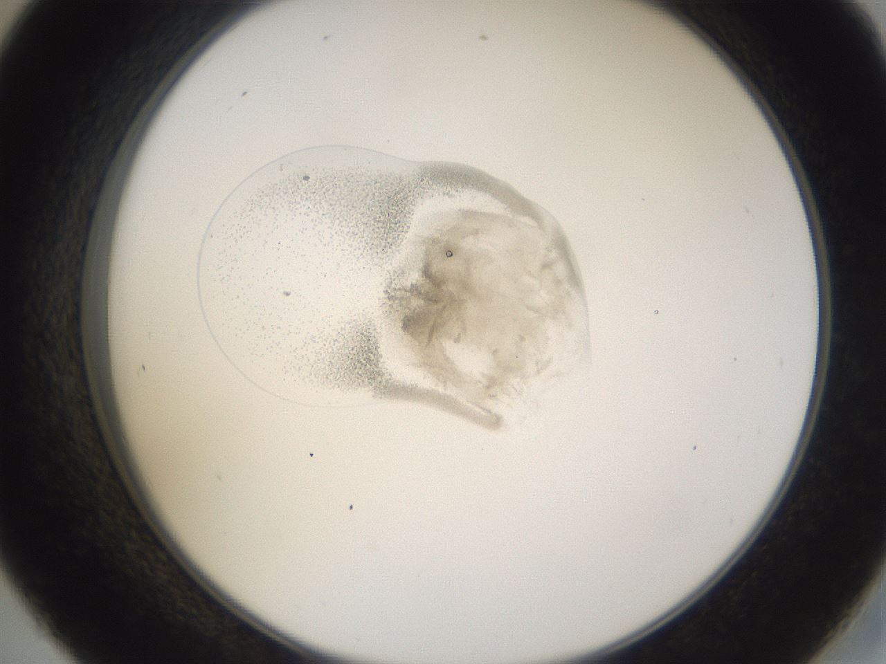 folderID281_plateID3281_batchID19046_wellNum45_profileID1_d2_r289614_ef.jpg