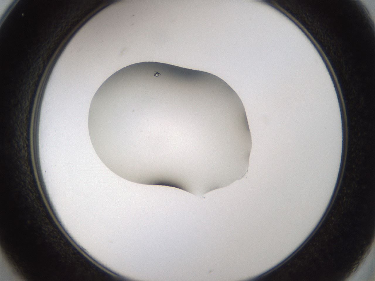 folderID281_plateID3281_batchID19377_wellNum25_profileID1_d2_r289574_ef.jpg