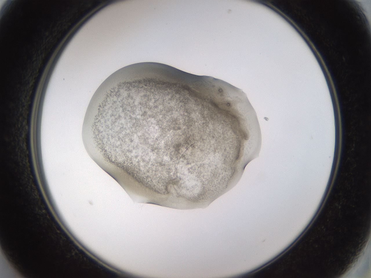 folderID282_plateID3282_batchID18932_wellNum13_profileID1_d2_r289166_ef.jpg