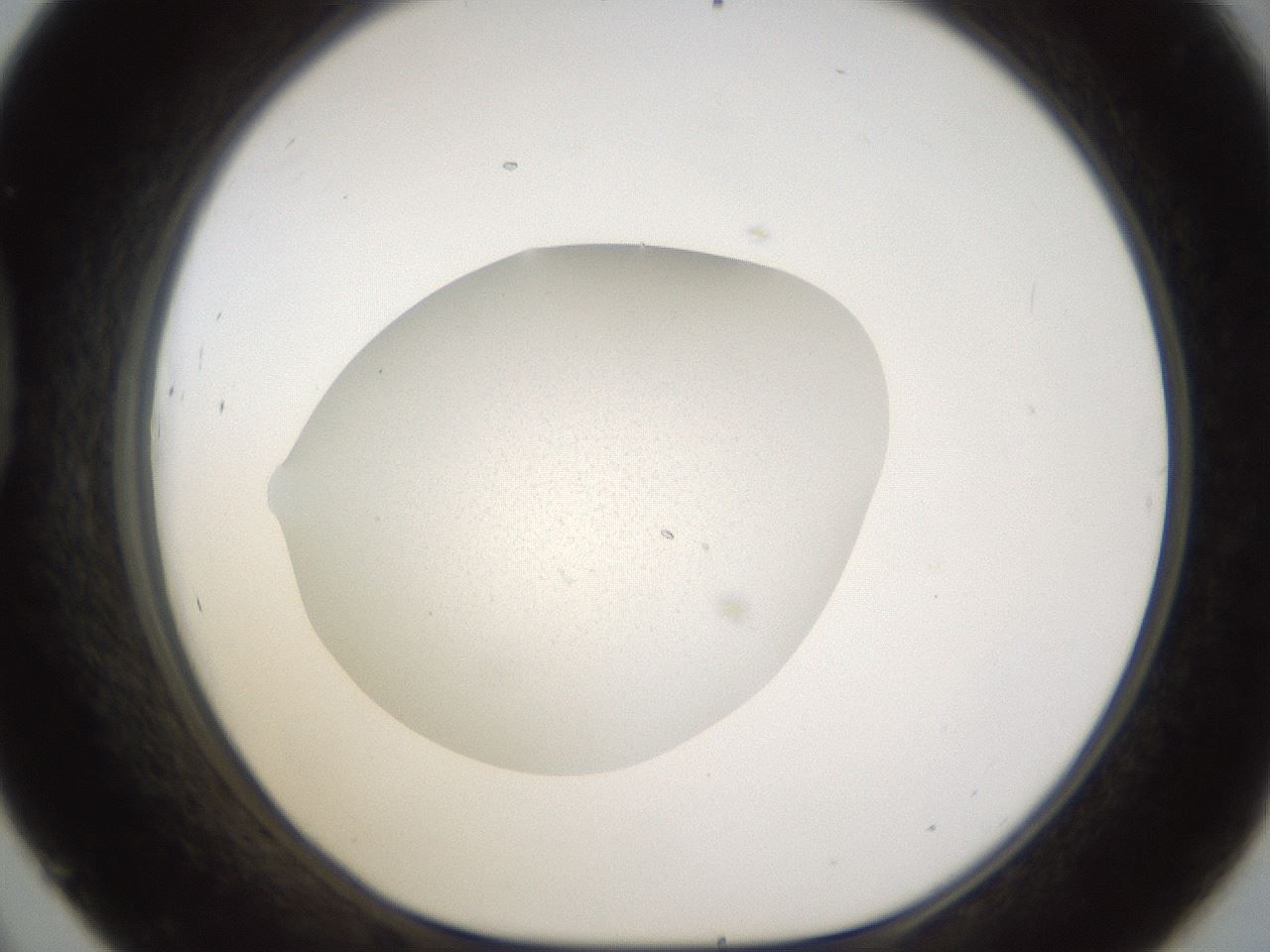 folderID285_plateID1285_batchID3982_wellNum45_profileID1_d1_r77412_ef.jpg