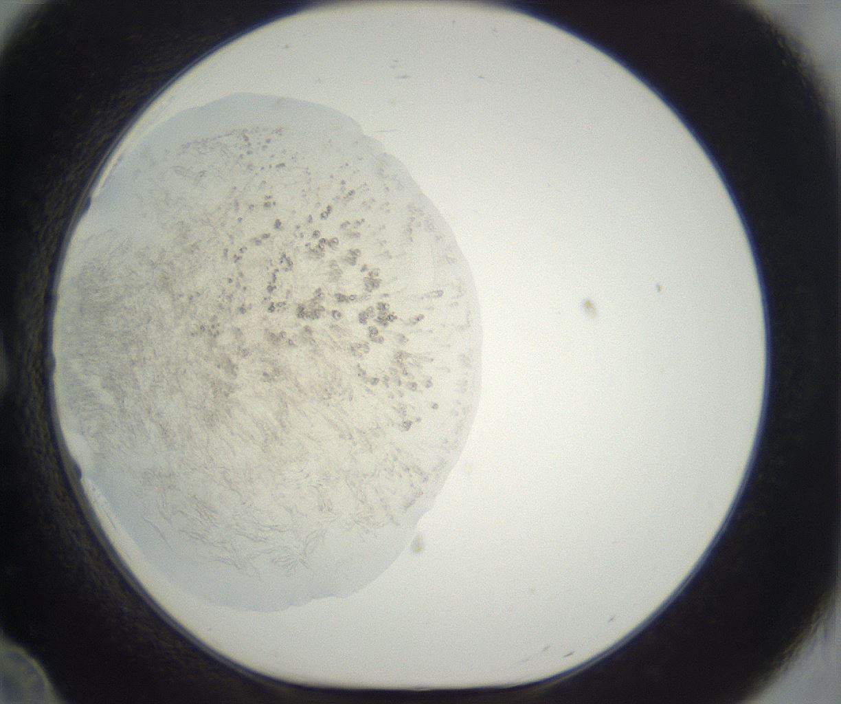 folderID290_plateID3290_batchID20048_wellNum12_profileID1_d1_r290271_ef.jpg