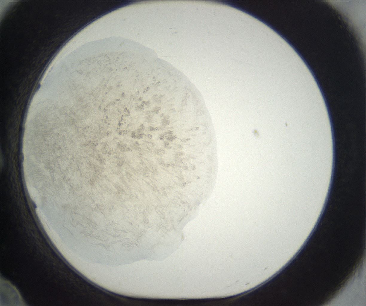 folderID290_plateID3290_batchID20780_wellNum12_profileID1_d1_r290271_ef.jpg