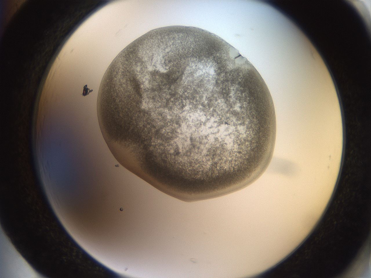 folderID20_plateID3020_batchID16541_wellNum85_profileID1_d2_r252268_ef.jpg