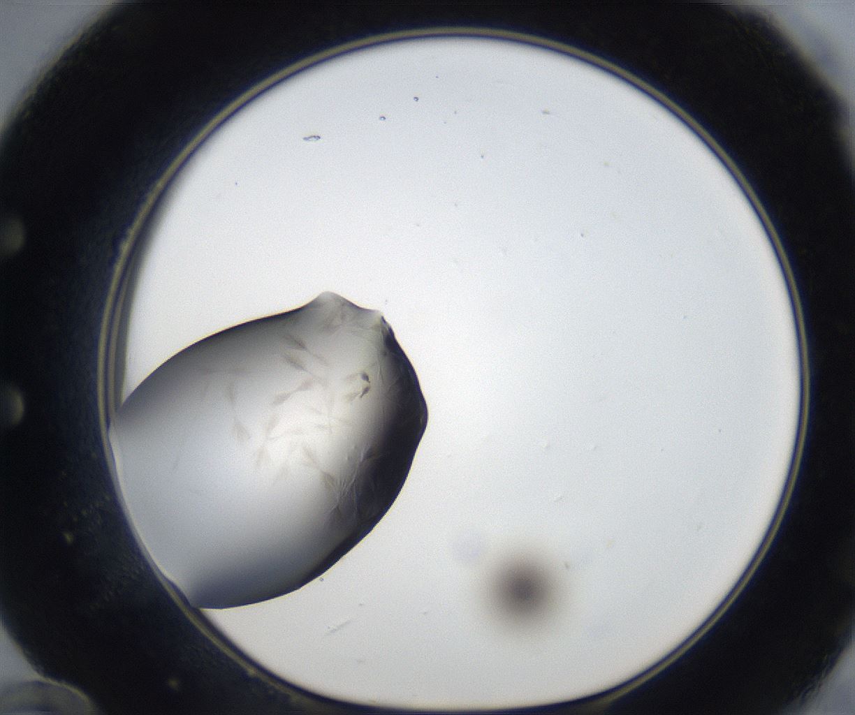 folderID226_plateID3226_batchID18375_wellNum60_profileID1_d1_r281401_ef.jpg