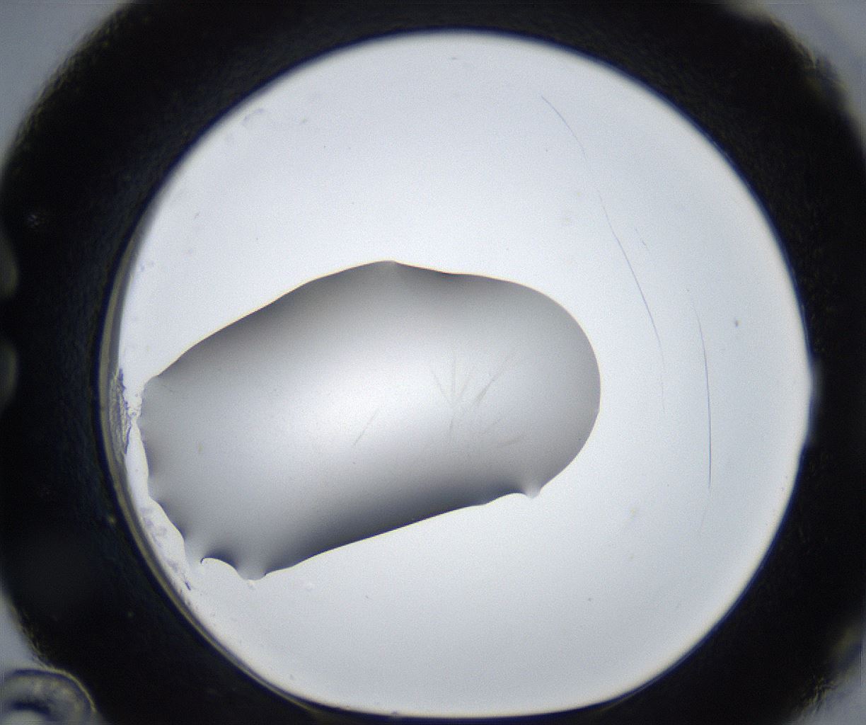folderID228_plateID3228_batchID19154_wellNum36_profileID1_d1_r281473_ef.jpg