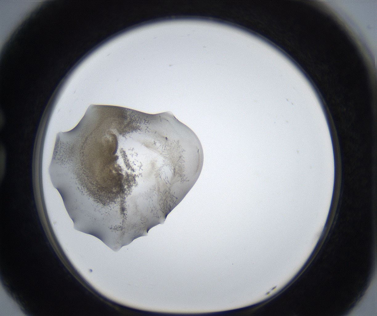 folderID230_plateID3230_batchID19715_wellNum77_profileID1_d1_r281610_ef.jpg