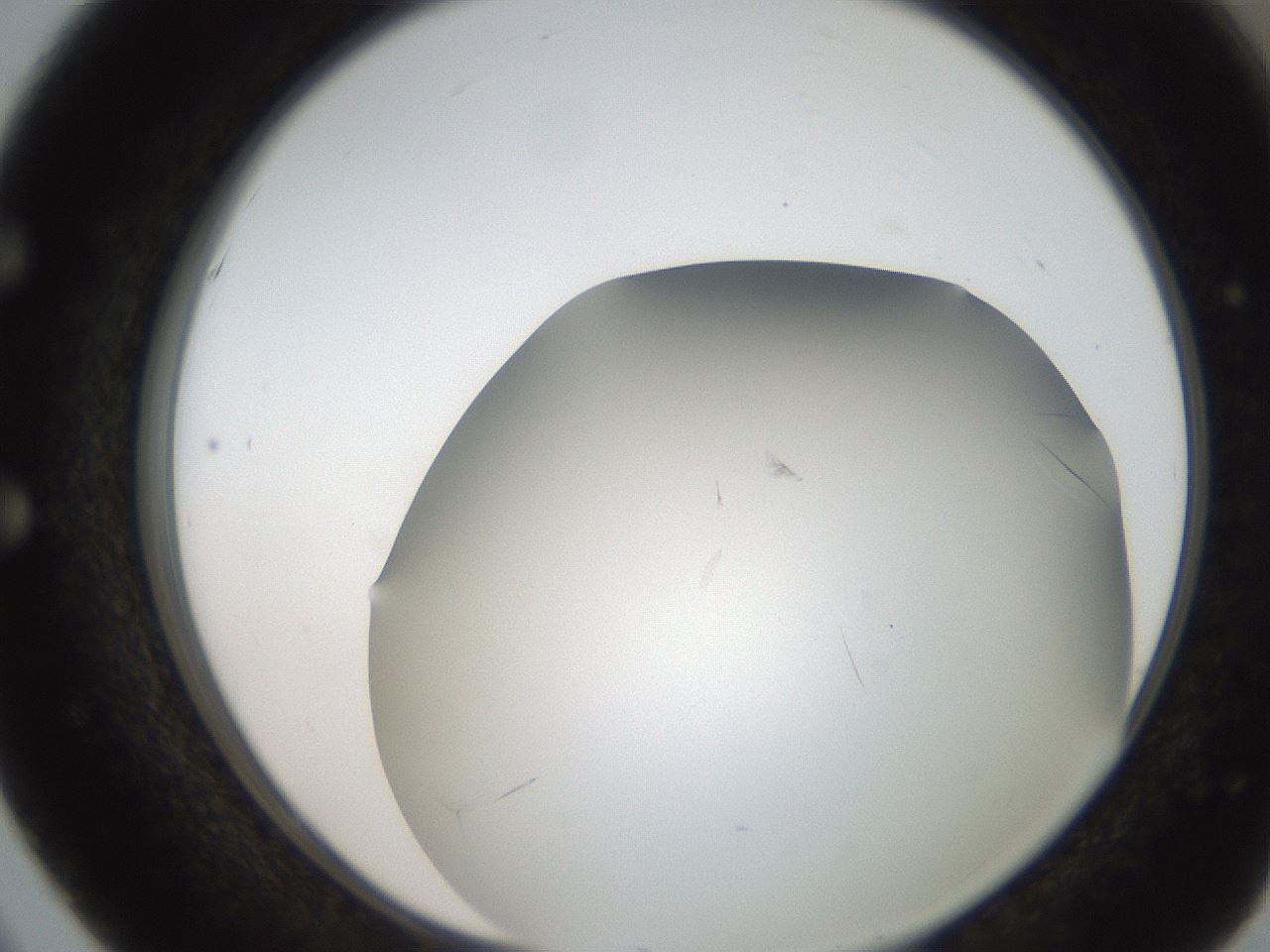folderID236_plateID2236_batchID9985_wellNum51_profileID1_d1_r154605_ef.jpg