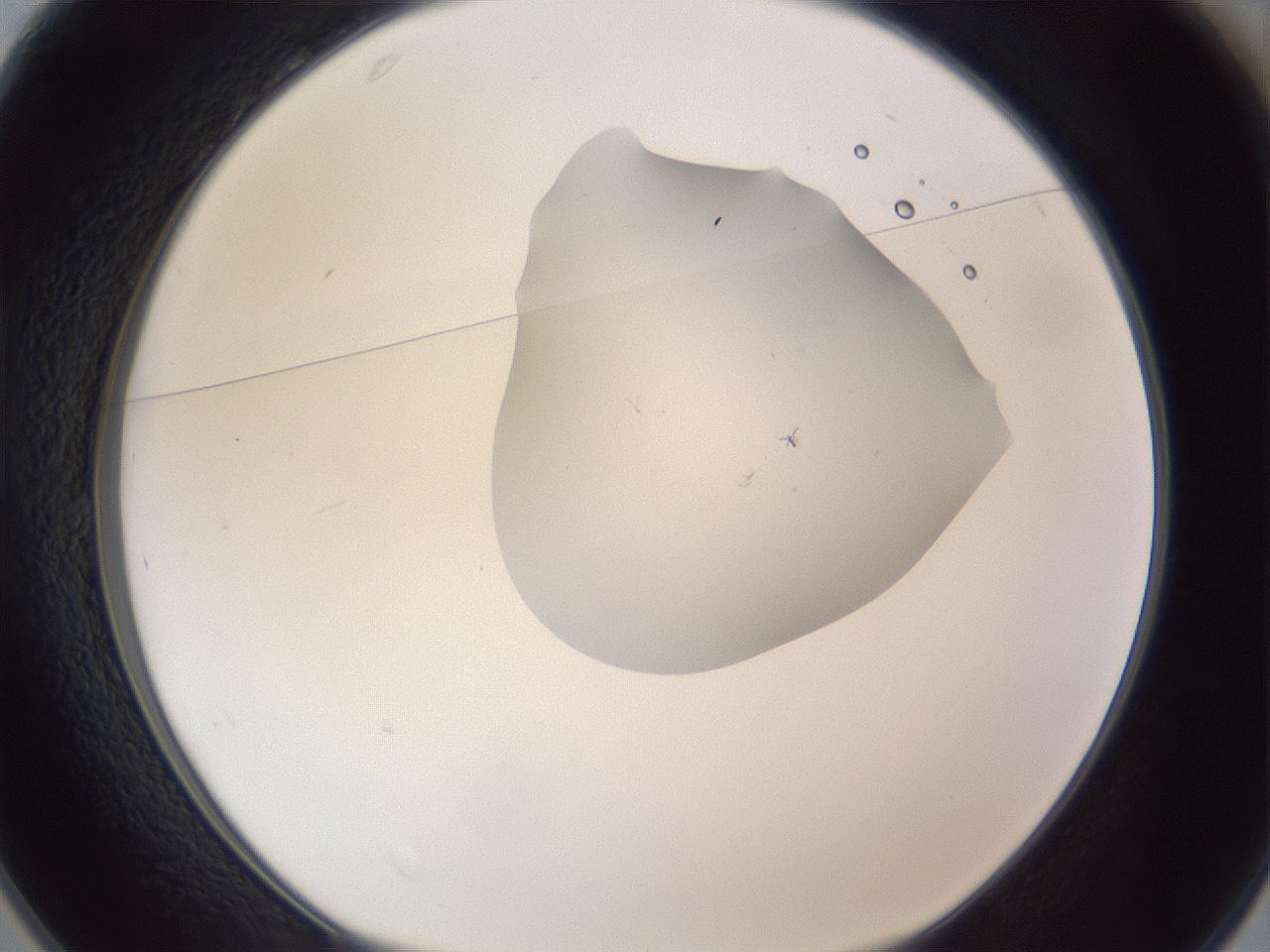 folderID162_plateID1162_batchID12297_wellNum25_profileID1_d1_r62095_ef.jpg