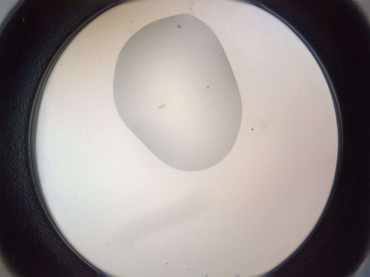 folderID162_plateID1162_batchID12297_wellNum25_profileID1_d2_r62096_ef.jpg