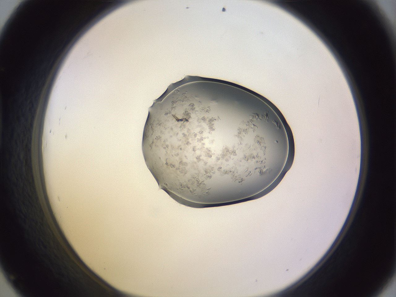 folderID278_plateID1278_batchID4061_wellNum45_profileID1_d1_r74192_ef.jpg