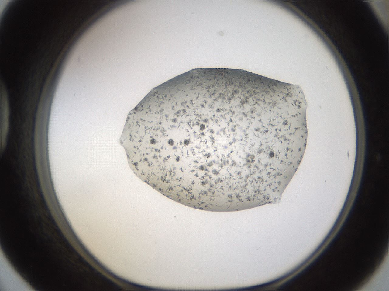 folderID27_plateID3027_batchID16531_wellNum42_profileID1_d1_r254011_ef.jpg