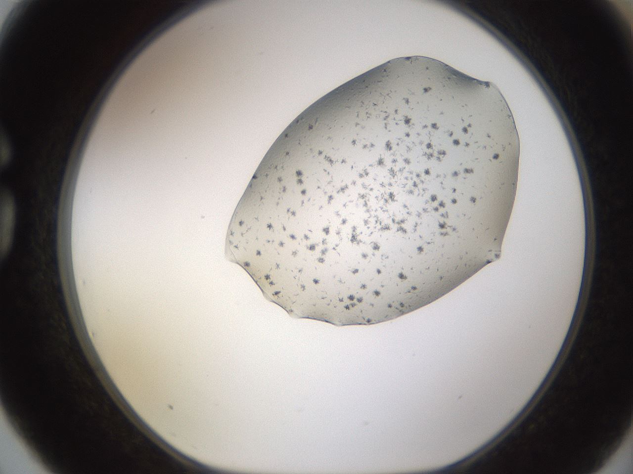 folderID27_plateID3027_batchID16531_wellNum75_profileID1_d1_r254077_ef.jpg
