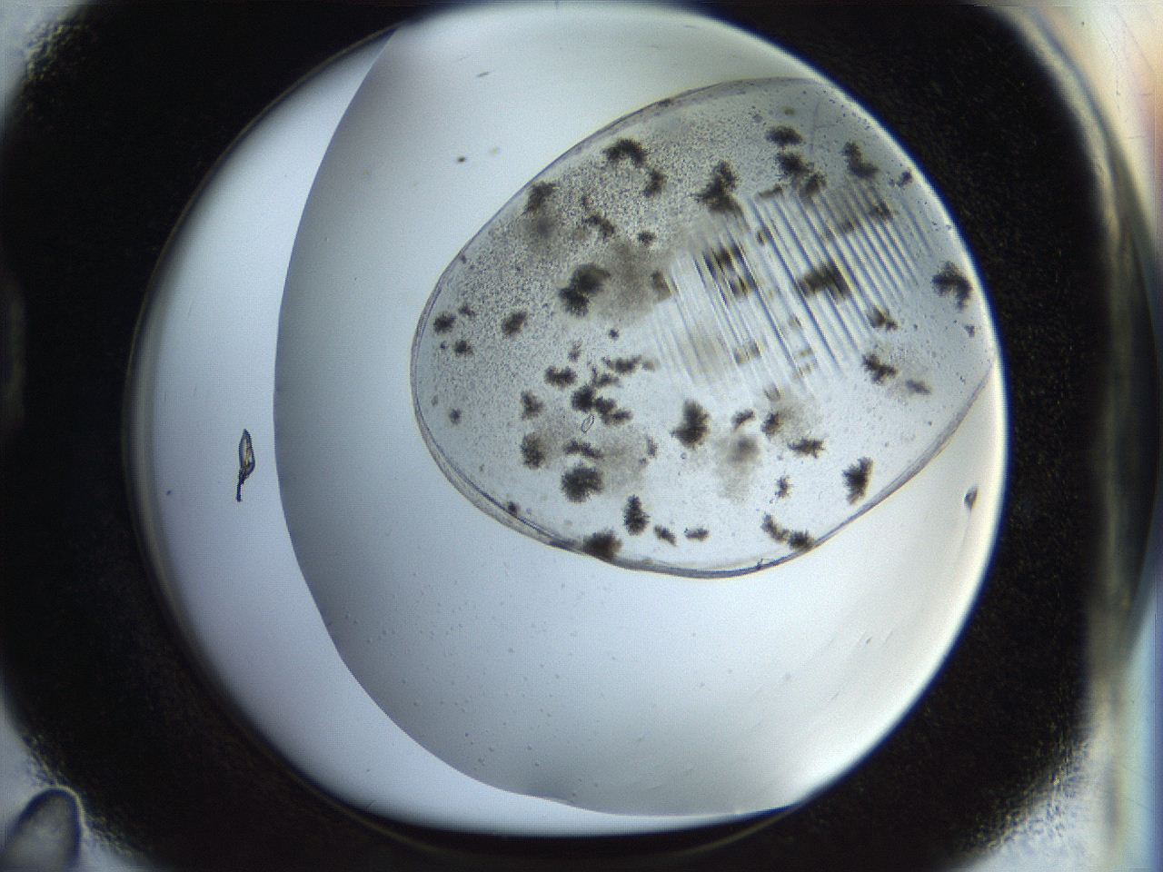 054b_D11_ImagerDefaults_6.jpg