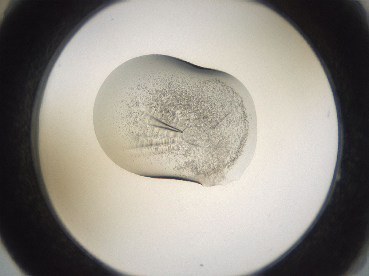 folderID281_plateID3281_batchID18871_wellNum64_profileID1_d2_r289652_ef.jpg