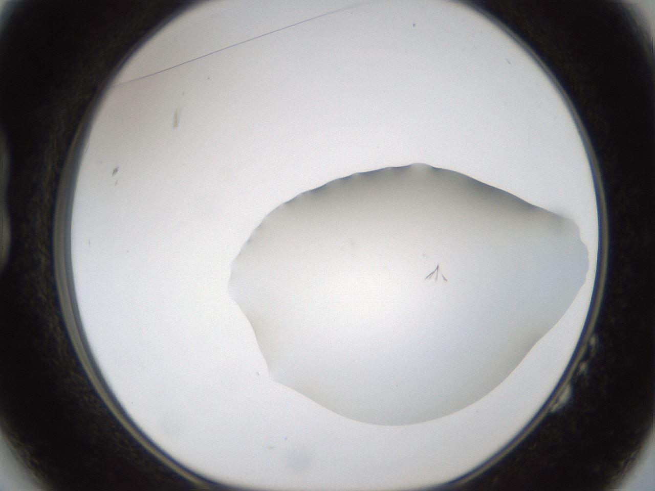 folderID285_plateID1285_batchID3982_wellNum14_profileID1_d1_r77381_ef.jpg