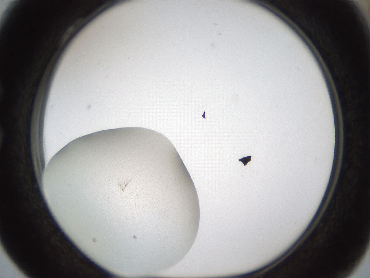 folderID285_plateID1285_batchID3982_wellNum28_profileID1_d1_r77395_ef.jpg