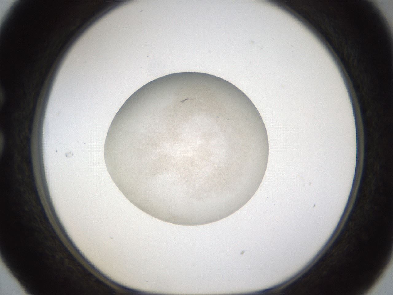 folderID285_plateID1285_batchID3982_wellNum29_profileID1_d1_r77396_ef.jpg