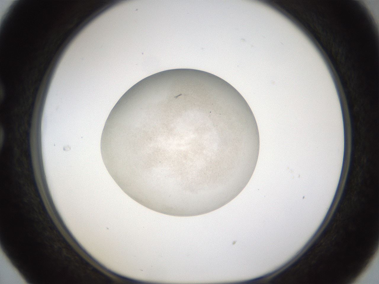 folderID285_plateID1285_batchID4131_wellNum29_profileID1_d1_r77396_ef.jpg