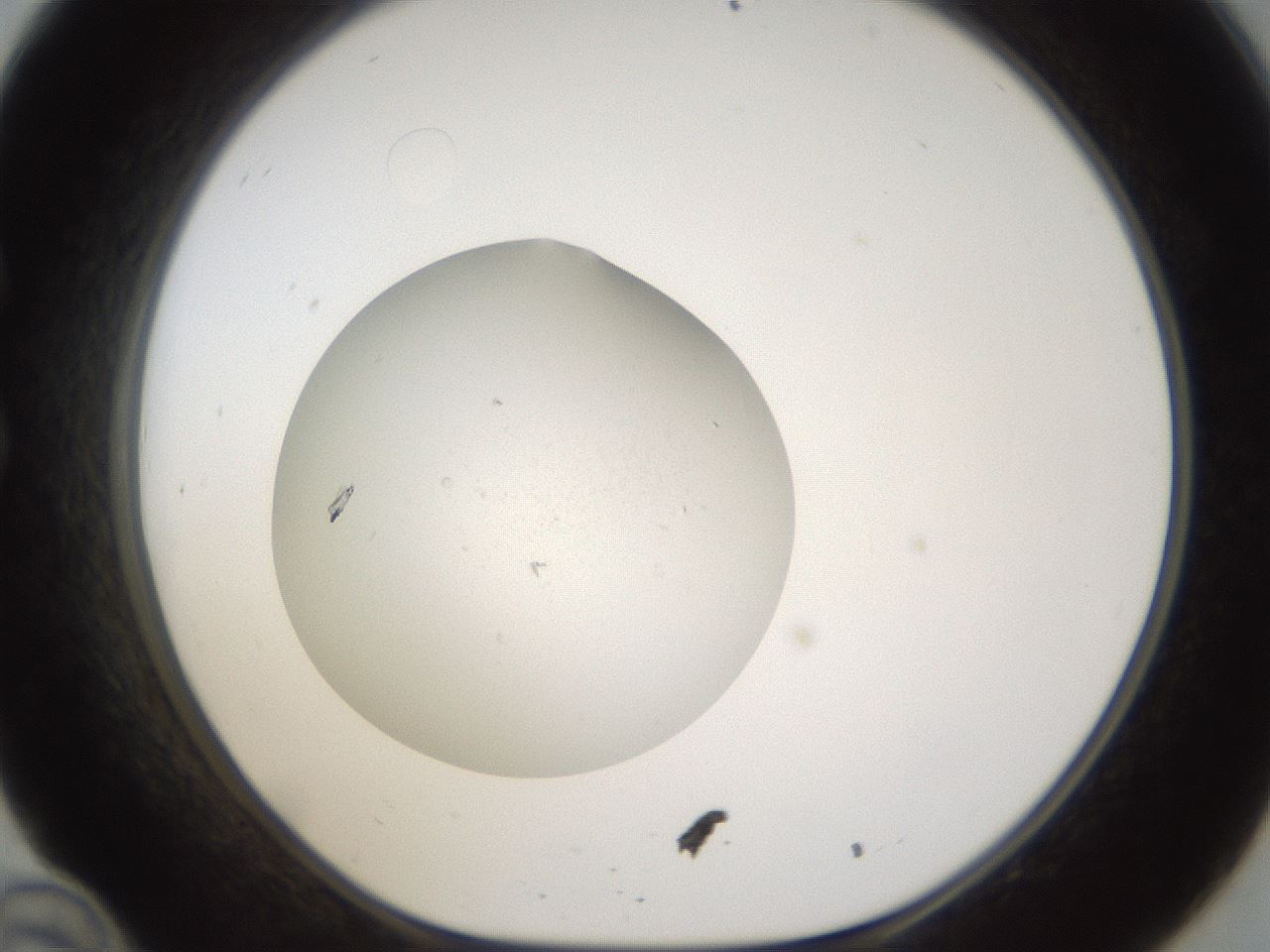 folderID288_plateID1288_batchID4396_wellNum34_profileID1_d1_r77497_ef.jpg