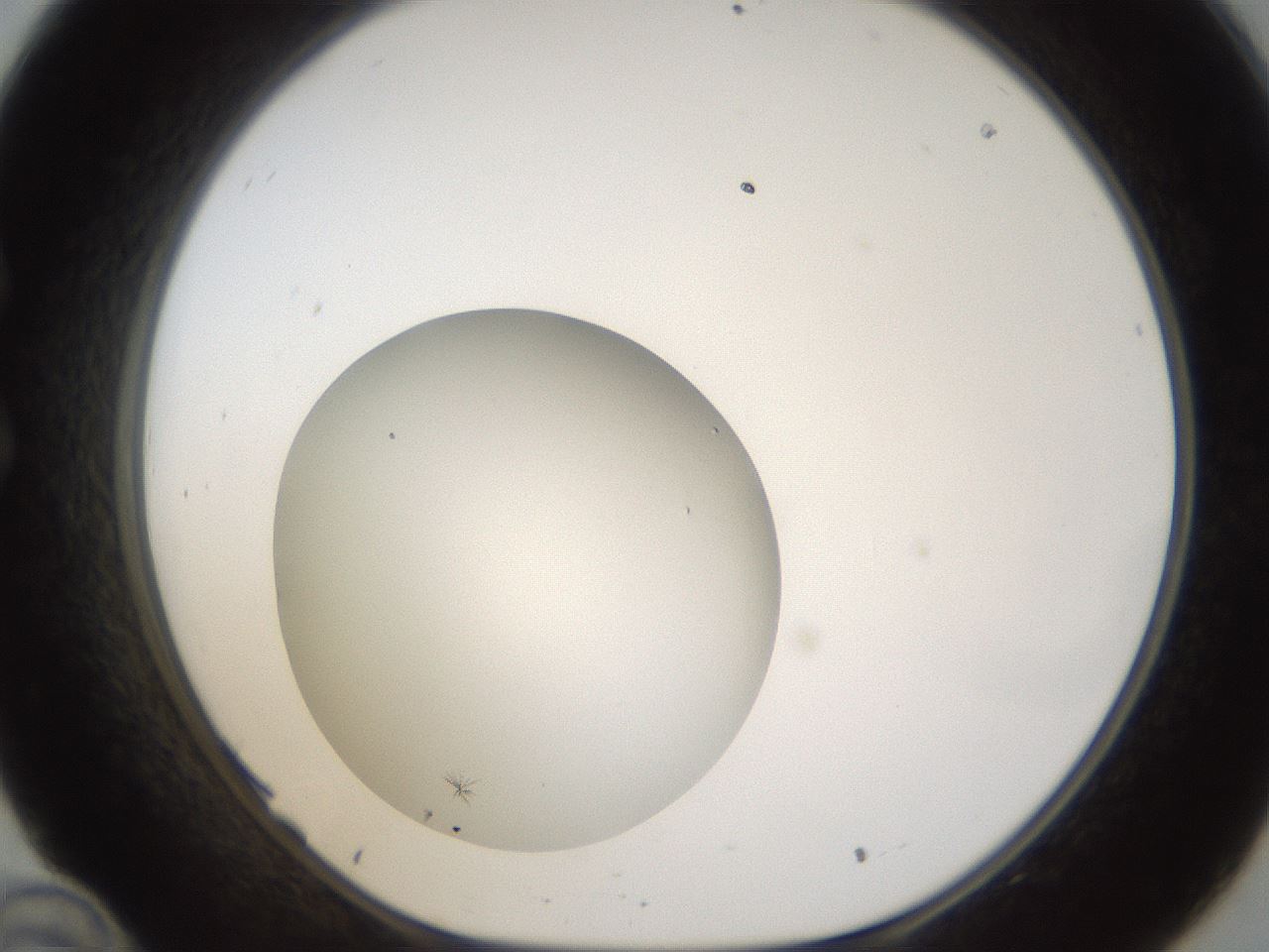 folderID289_plateID1289_batchID3922_wellNum34_profileID1_d1_r77305_ef.jpg