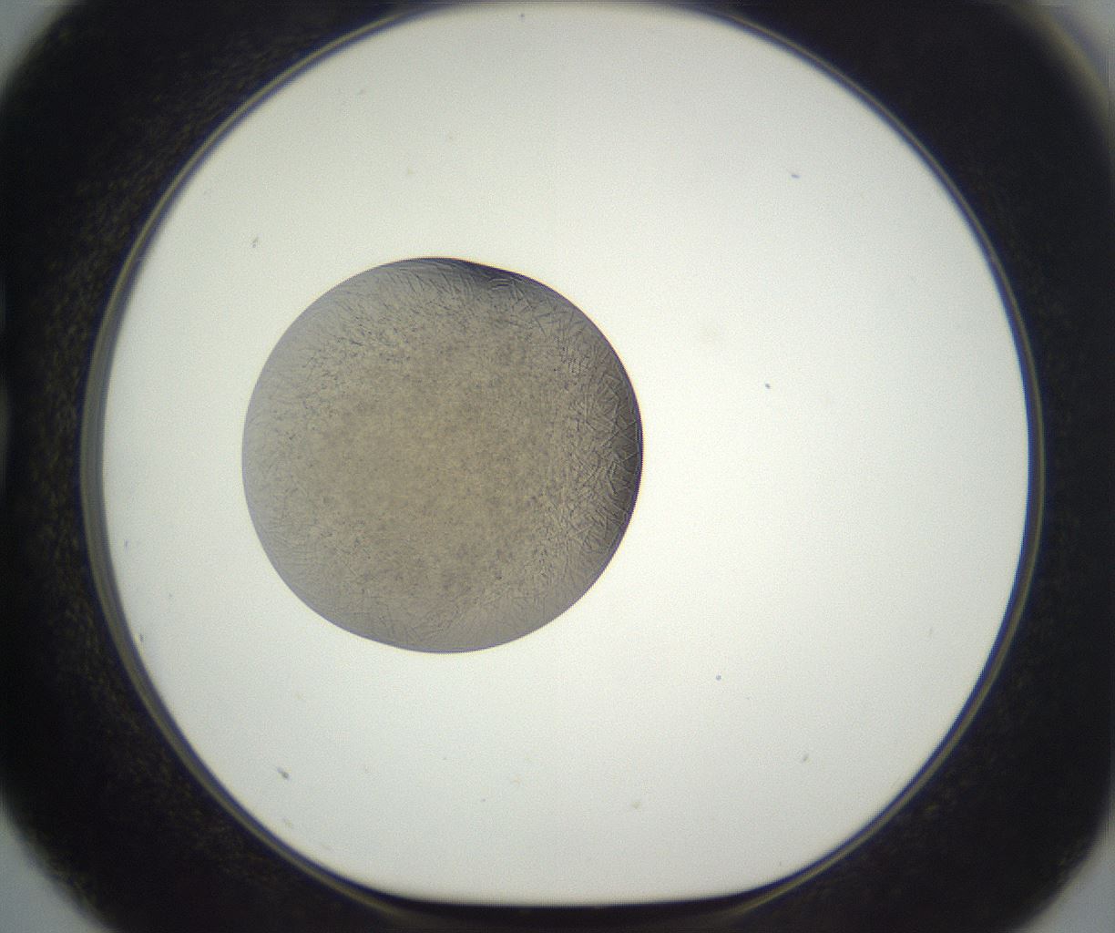 folderID290_plateID3290_batchID20780_wellNum75_profileID1_d1_r290334_ef.jpg
