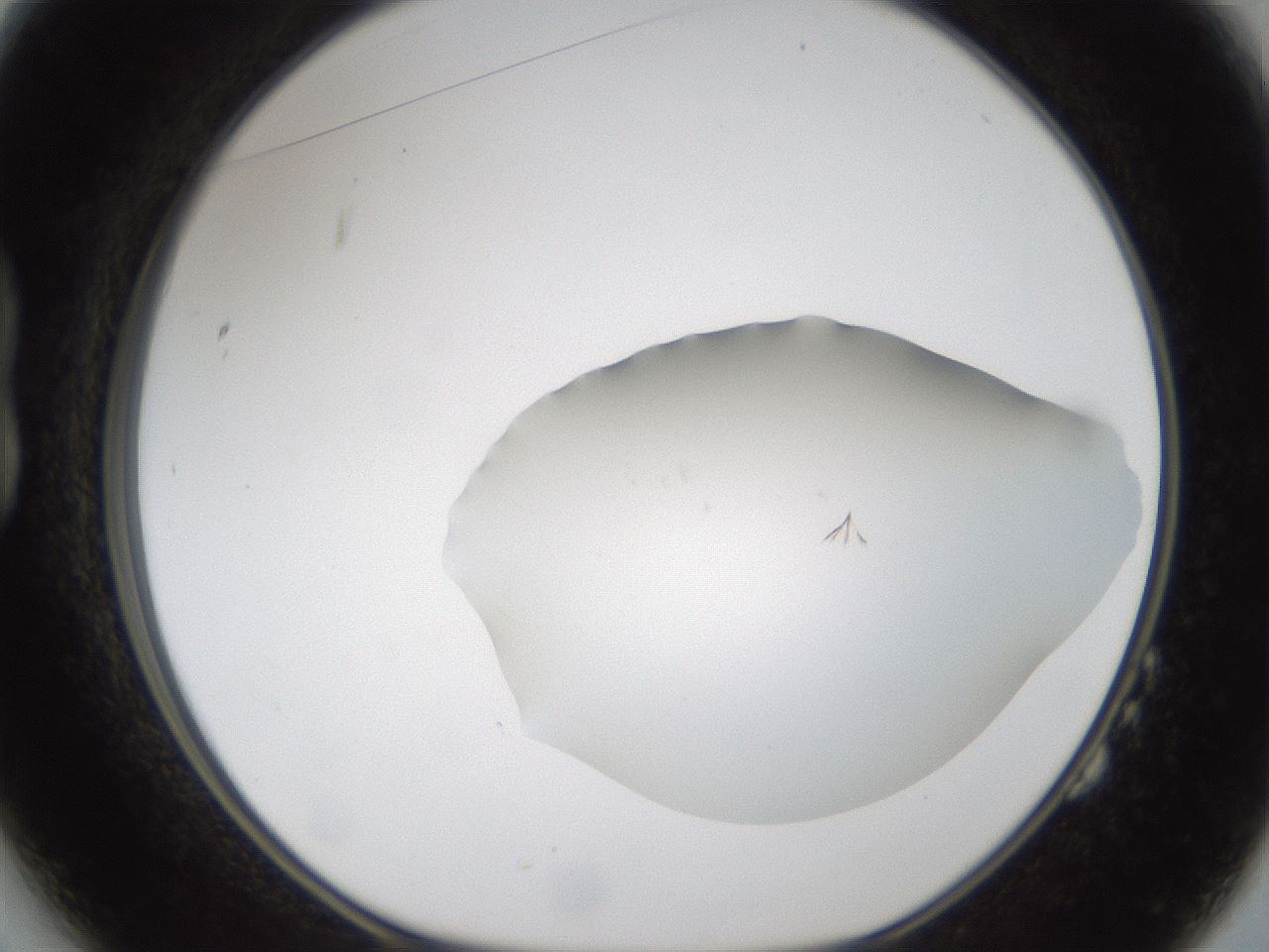 folderID285_plateID1285_batchID4131_wellNum14_profileID1_d1_r77381_ef.jpg