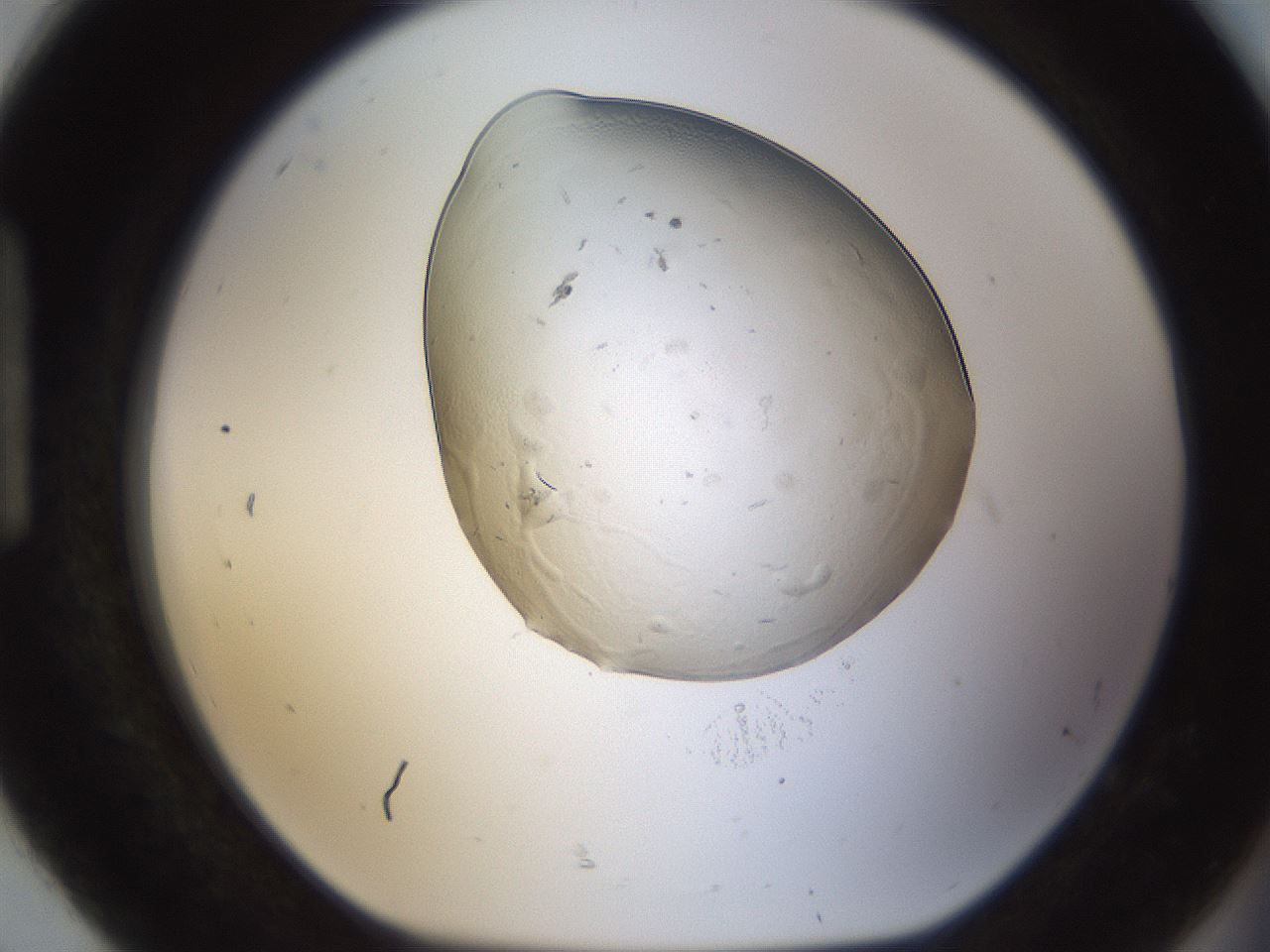 folderID293_plateID1293_batchID4136_wellNum92_profileID1_d1_r77815_ef.jpg