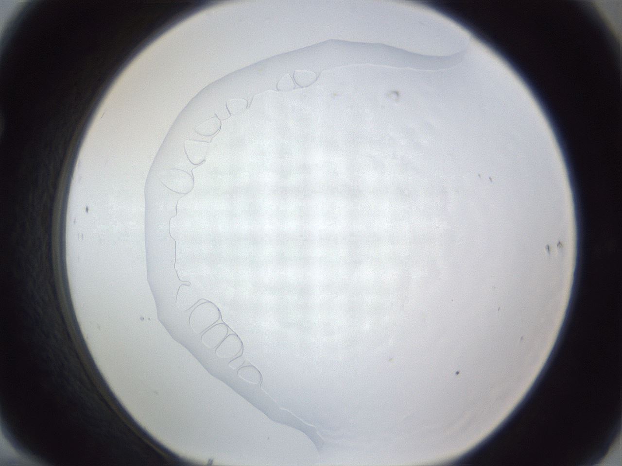 folderID167_plateID1167_batchID3990_wellNum70_profileID1_d1_r61609_ef.jpg