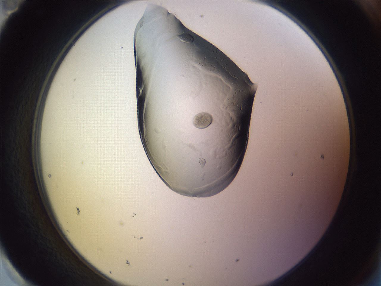 folderID276_plateID1276_batchID4631_wellNum95_profileID1_d2_r73141_ef.jpg