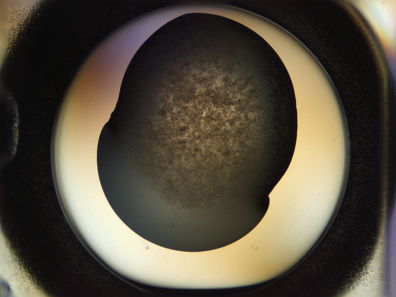 054l_D2_ImagerDefaults_6.jpg