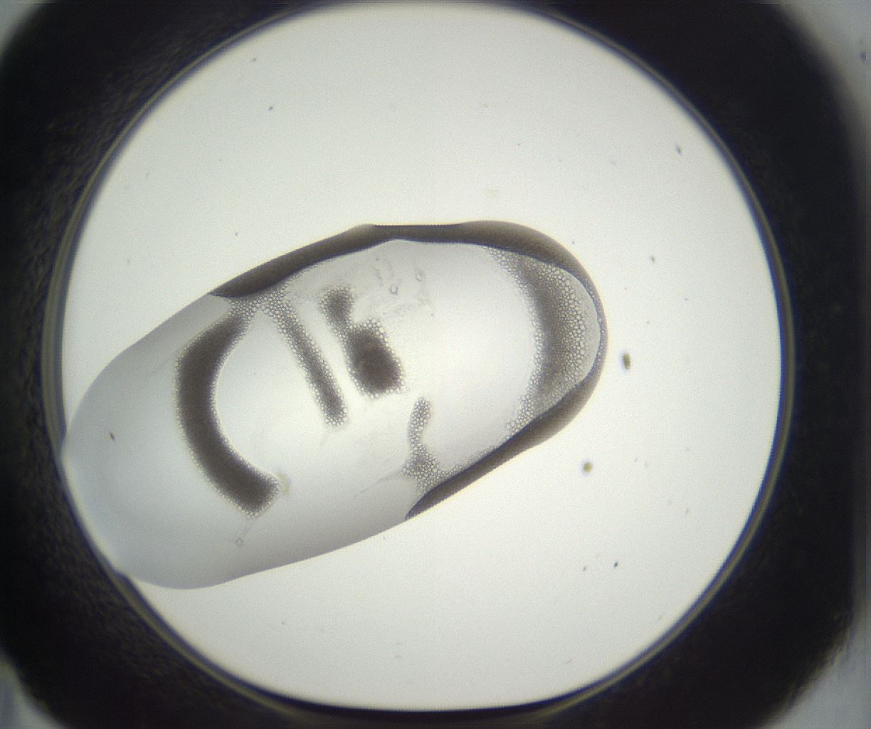 folderID293_plateID3293_batchID18954_wellNum35_profileID1_d1_r290390_ef.jpg