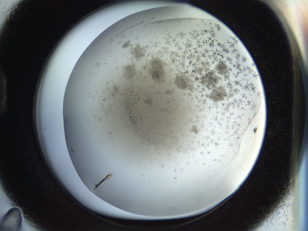 054l_D11_ImagerDefaults_6.jpg