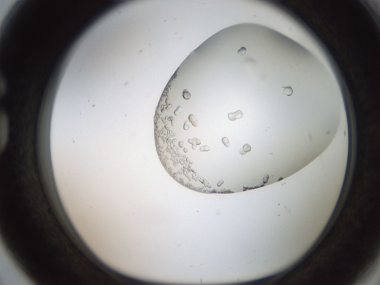 folderID206_plateID2206_batchID9827_wellNum80_profileID1_d1_r149909_ef.jpg