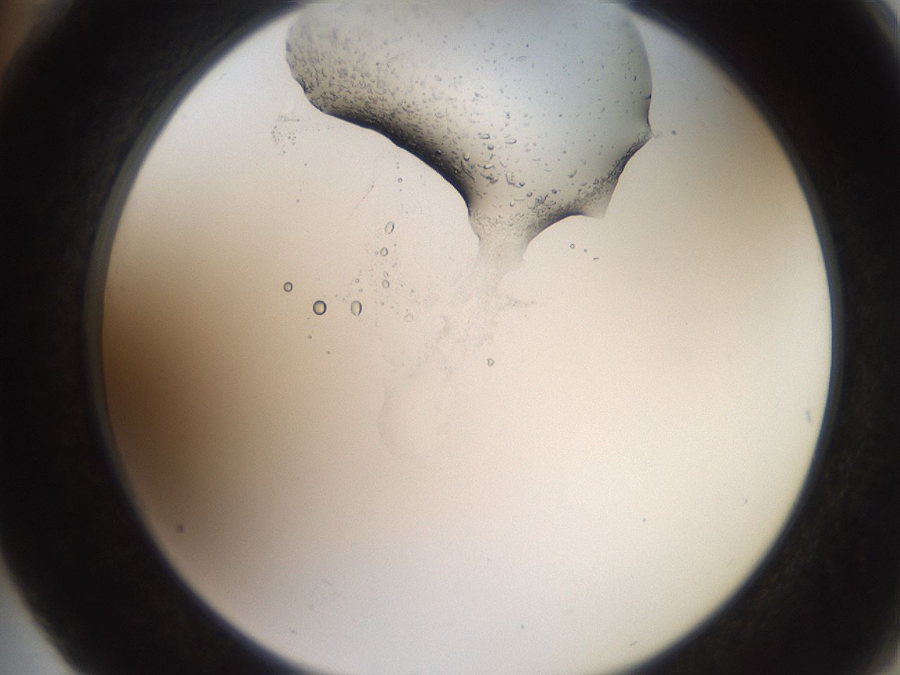 folderID205_plateID2205_batchID9754_wellNum76_profileID1_d2_r150094_ef.jpg