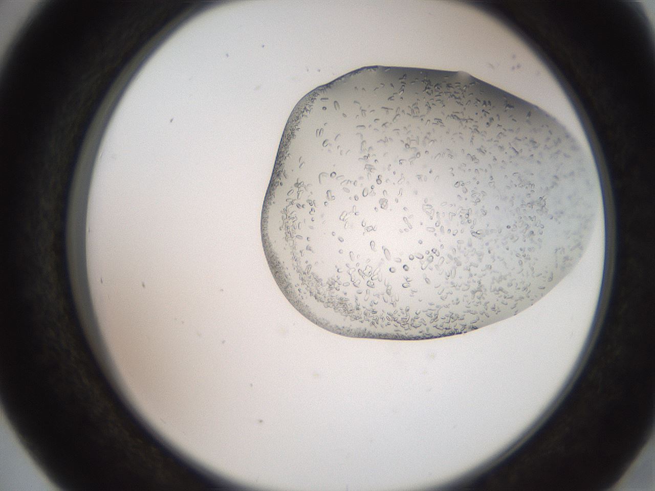 folderID205_plateID2205_batchID9776_wellNum41_profileID1_d2_r150024_ef.jpg