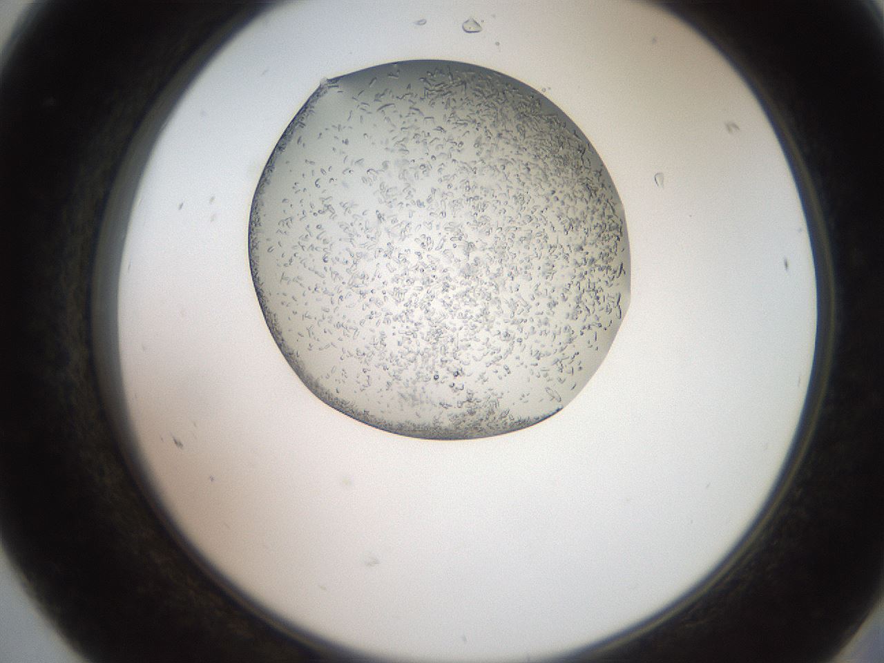 folderID205_plateID2205_batchID9776_wellNum68_profileID1_d2_r150078_ef.jpg
