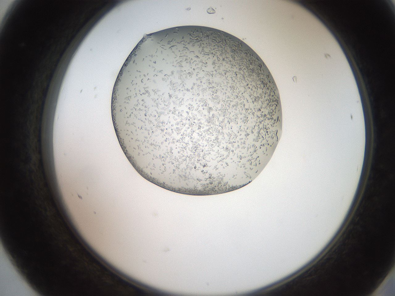 folderID205_plateID2205_batchID9829_wellNum68_profileID1_d2_r150078_ef.jpg