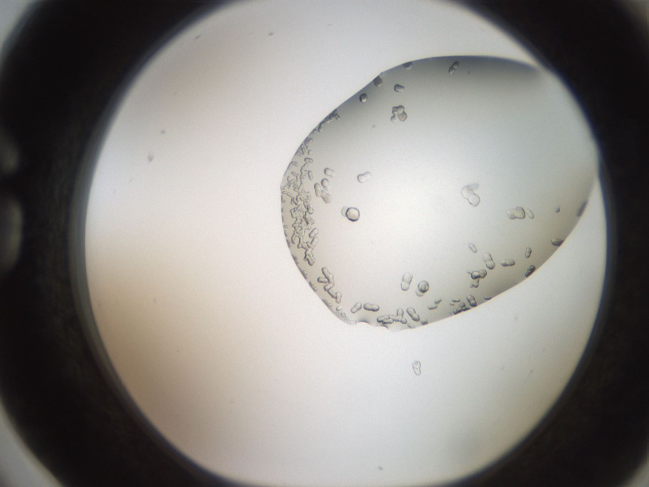 folderID206_plateID2206_batchID10095_wellNum78_profileID1_d1_r149905_ef.jpg
