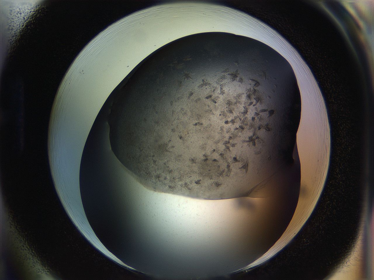054l_H1_ImagerDefaults_7.jpg