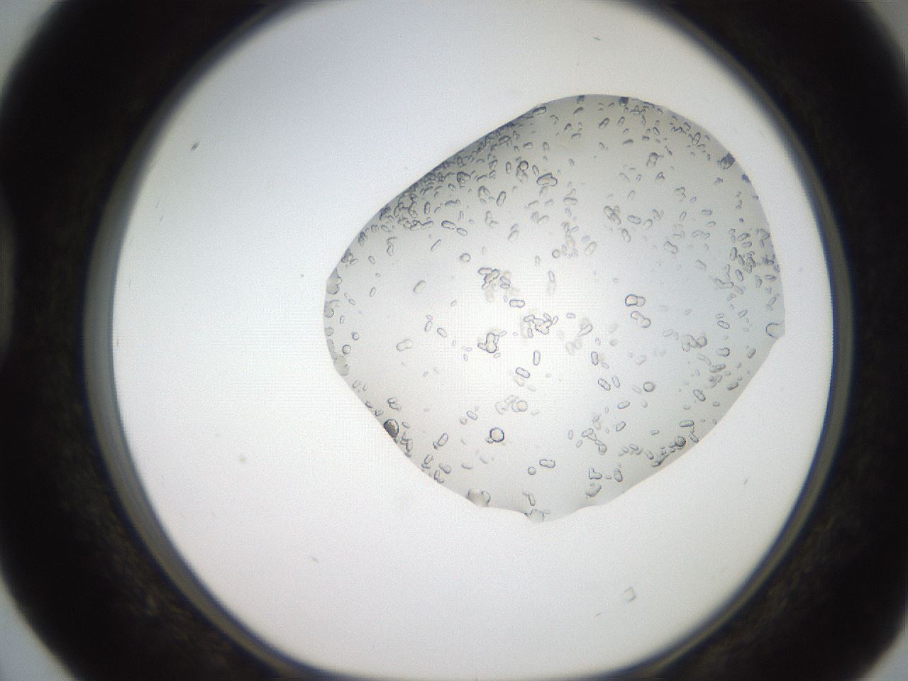 folderID206_plateID2206_batchID9795_wellNum40_profileID1_d1_r149829_ef.jpg