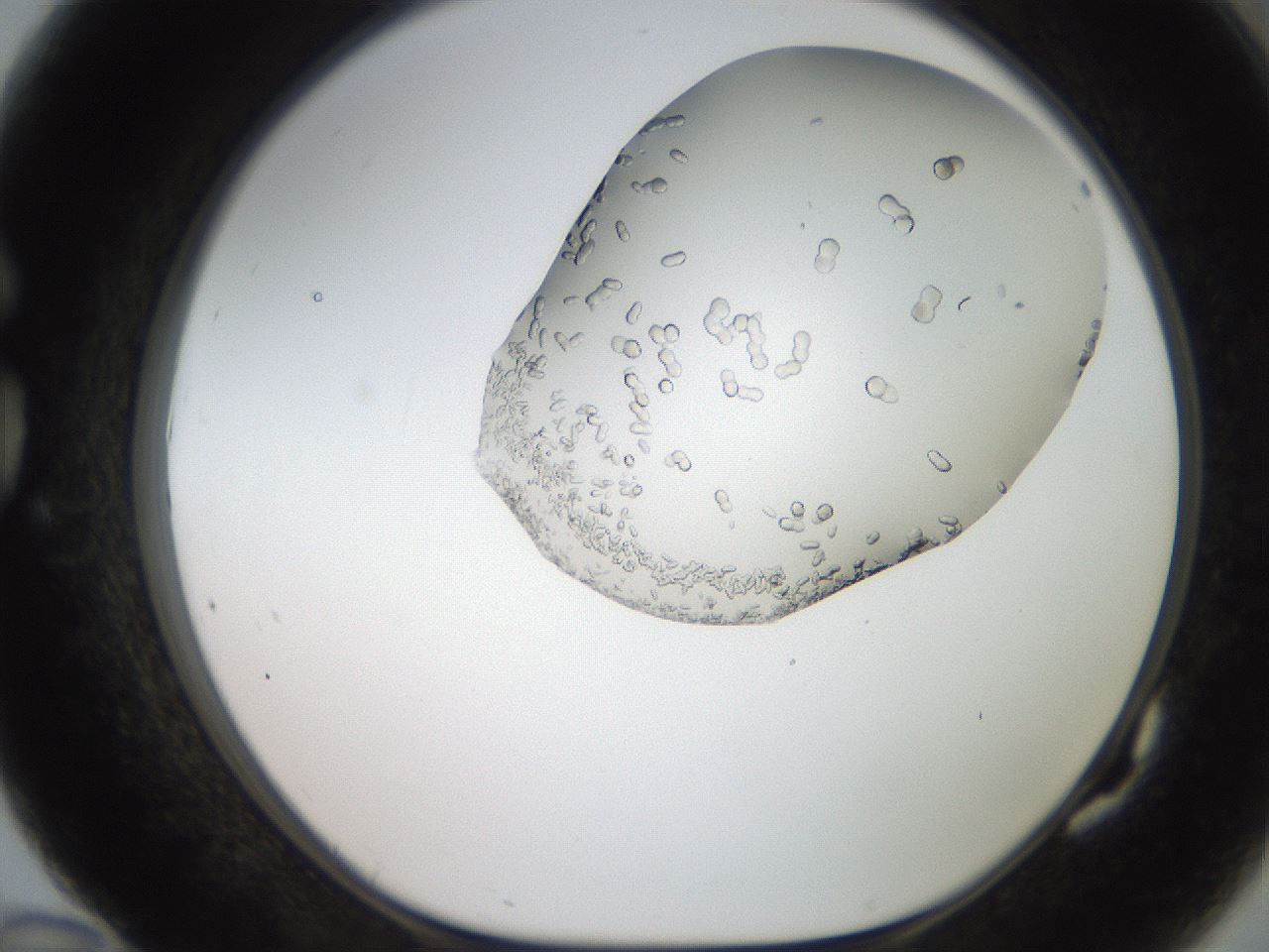 folderID206_plateID2206_batchID9795_wellNum82_profileID1_d1_r149913_ef.jpg